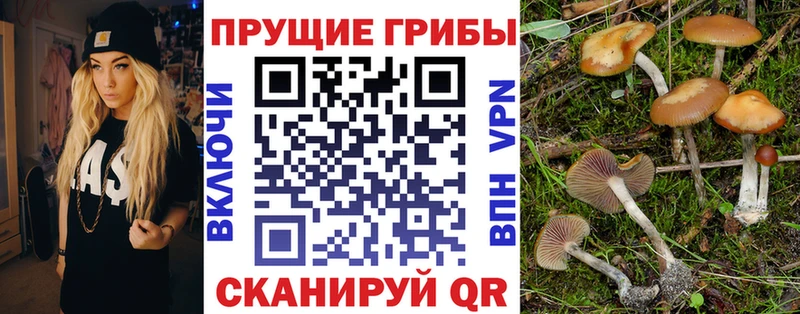 Галлюциногенные грибы Psilocybe  Бежецк 